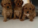 Toy Poodle Miniklerim Ailesini Bekliyor