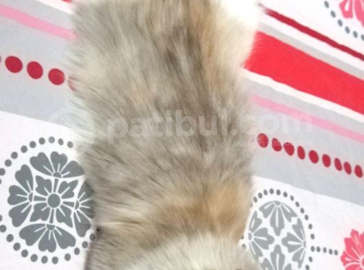 Kisirlaştirilmiş Ve Chi̇pli̇ 5 Yaşinda Prenses Long Hair görsel
