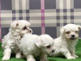 Resmi̇ Üreti̇ci̇den Maltese Terri̇er Yavru