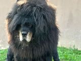 Tibet Mastiff Yavrular