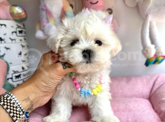 Sıfır Numara Maltese  görsel