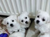 Xs Maltese Bebekler