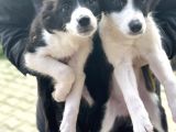 Border Collie Yavrular