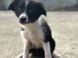 Border Collie yavrular