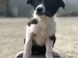 Border Collie Yavrular