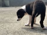 Border Collie Yavrular