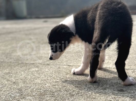 Border Collie Yavrular görsel