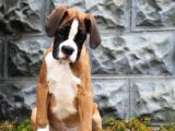 Fci Şecereli Boxer