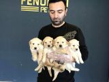 Baby Face Golden Retriewer Yavrulari Safkan Belgeli̇