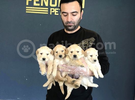 Baby Face Golden Retriewer Yavrulari Safkan Belgeli̇ görsel