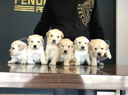 Baby Face Golden Retriewer Yavrulari Safkan Belgeli̇