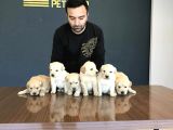 Baby Face Golden Retriewer Yavrulari Safkan Belgeli̇