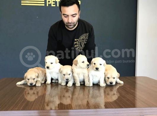 Baby Face Golden Retriewer Yavrulari Safkan Belgeli̇ görsel