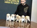 Baby Face Golden Retriewer Yavrulari Safkan Belgeli̇