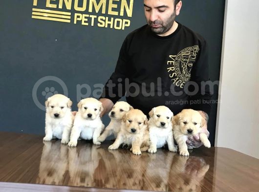 Baby Face Golden Retriewer Yavrulari Safkan Belgeli̇ görsel