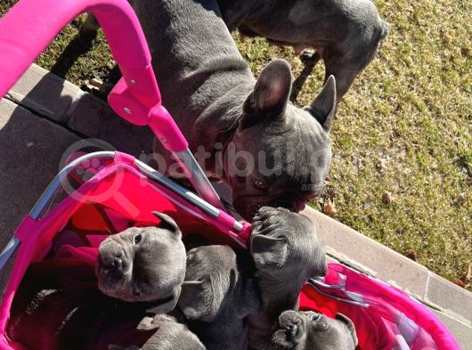 Petmode Köpek Çiftliğinden Blue French Bulldog Yavrular görsel