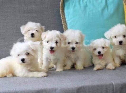 Kar Beyazı Maltese Bebeklerimiz görsel