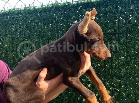 Ki̇ng Kizil Doberman