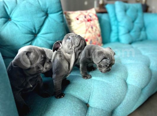 Petmode Köpek Çiftliğinden Blue French Bulldog Yavrular görsel