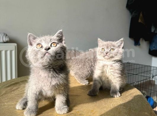 55 Günlük Safkan Bri̇ti̇sh Yavrularimiz