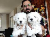 Bembeyaz Maltese Terri̇er 0 Numara