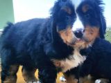 Kali̇teli̇ Bernese Mountai̇n Yavrulari