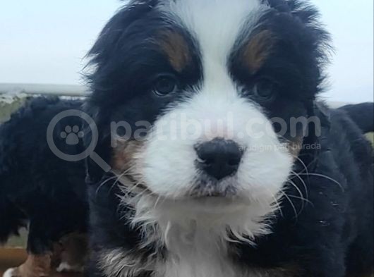 Kali̇teli̇ Bernese Mountai̇n Yavrulari
