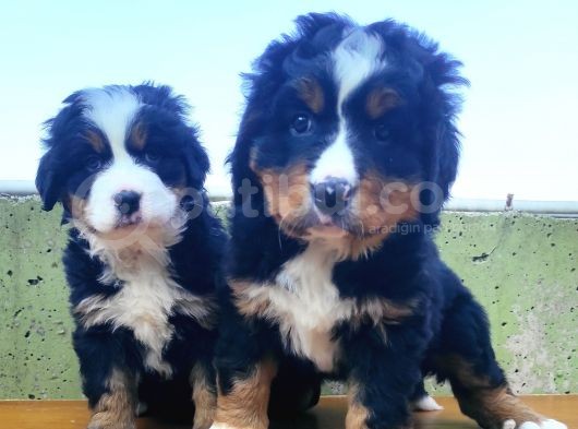 Kali̇teli̇ Bernese Mountai̇n Yavrulari görsel