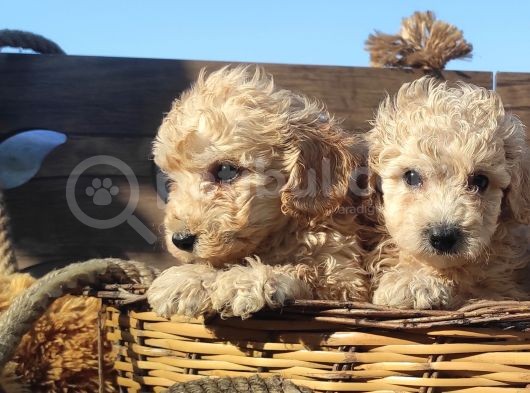 Poodle Tadi̇nda F1 Malti̇po Yavrular görsel