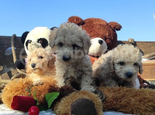 Poodle Tadi̇nda F1 Malti̇po Yavrular görsel