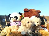 Poodle Tadi̇nda F1 Malti̇po Yavrular