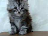 Full Şecereli Maine Coon Yavrular