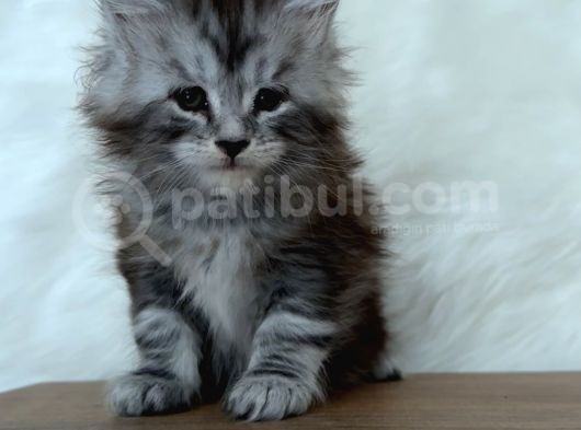 Full Şecereli Maine Coon Yavrular görsel