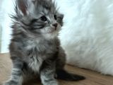 Full Şecereli Maine Coon Yavrular
