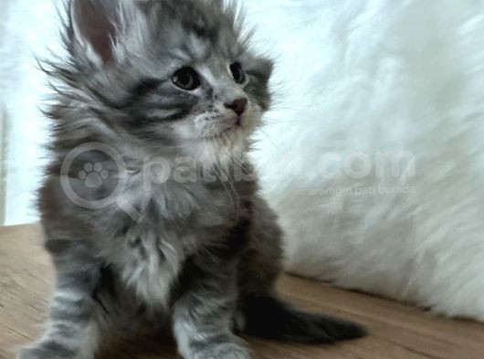Full Şecereli Maine Coon Yavrular görsel