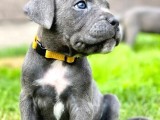 Sağlıklı Özel Irk Cane Corsa Blue Yavrularım
