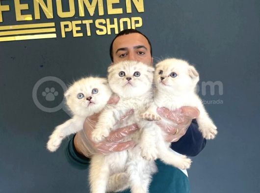 Renk Renk Scottish Fold Yavrulari Fenomen Petshop Ankara görsel
