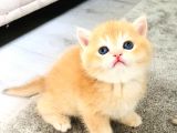 A Kalite Bri̇ti̇sh Shorthai̇r Golden  Yavrular