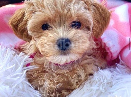 Tooy Poodle Yavrumuz 0 Teacup 