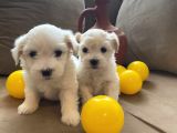 A Kalite Maltese Terrier Yavrularımız