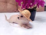 5 Aylik Ori̇ji̇nal Mi̇ni̇ Boy Di̇şi̇ Şi̇vava Chihuahua