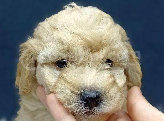 Malti̇poo Bebekler görsel