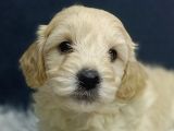 MALTİPOO BEBEKLER