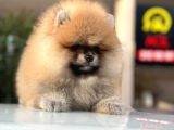 Pomerian Boo Dünyası