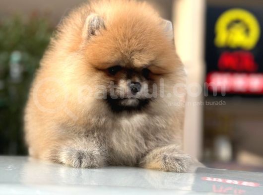 Pomerian Boo Dünyası görsel