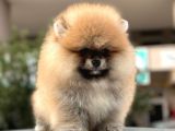Pomerian Boo Dünyası