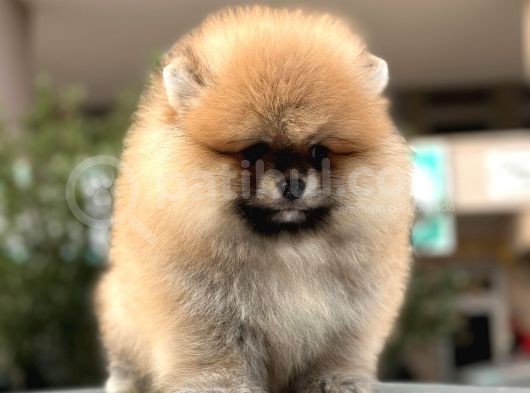 Pomerian Boo Dünyası görsel