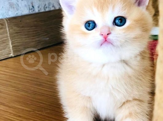 A Kalite Bri̇ti̇sh Shorthai̇r Golden  Yavrular görsel