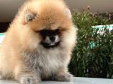 Pomerian Boo Dünyası