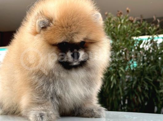 Pomerian Boo Dünyası görsel